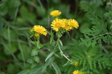 Bahçedeki güzel çiçekler