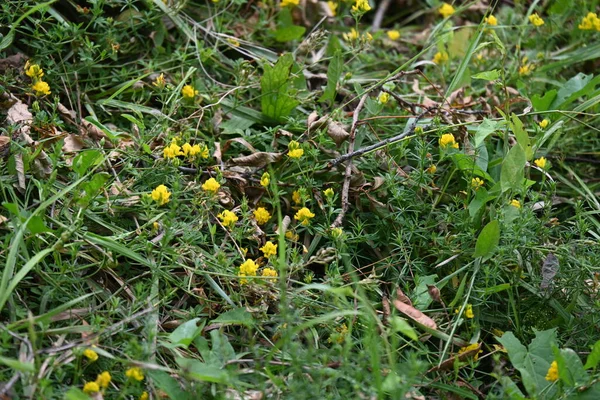 Sárga Virágok Tavasszal — Stock Fotó