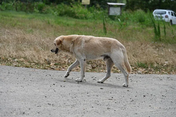 Köpek köy yolunda yürüyor.