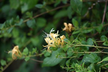 Bush güzel çiçekler 