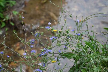 Su akıntısına yakın çekim.