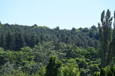 Mavi gökyüzü arka plan üzerinde yeşil ağaçlar