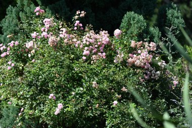 Güneşli yaz gününde bahçede yetişen güzel pembe çiçekler.