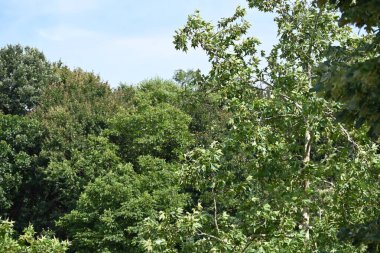 Mavi gökyüzü arka plan üzerinde yeşil ağaçlar