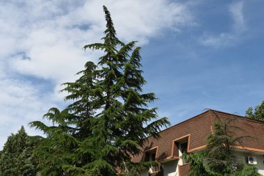 Mavi gökyüzü arka plan üzerinde yeşil ağaçlar