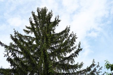 Mavi gökyüzü arka plan üzerinde yeşil ağaçlar