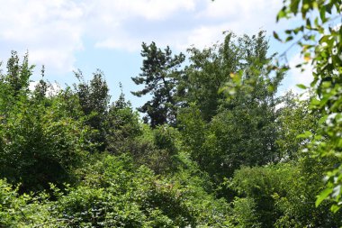 Mavi gökyüzü arka plan üzerinde yeşil ağaçlar