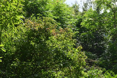 Yeşil ağaçların yakın görüntüsü