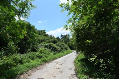 Mavi gökyüzü arka plan üzerinde yeşil ağaçlar