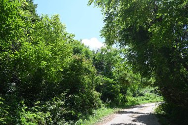 Mavi gökyüzü arka plan üzerinde yeşil ağaçlar