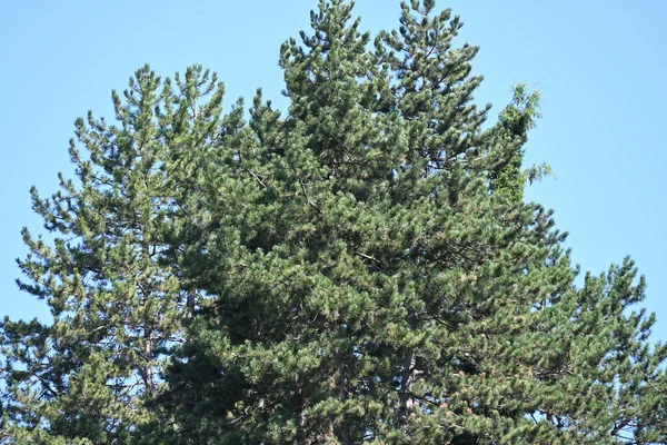 蓝天背景上的绿色松树 — 图库照片