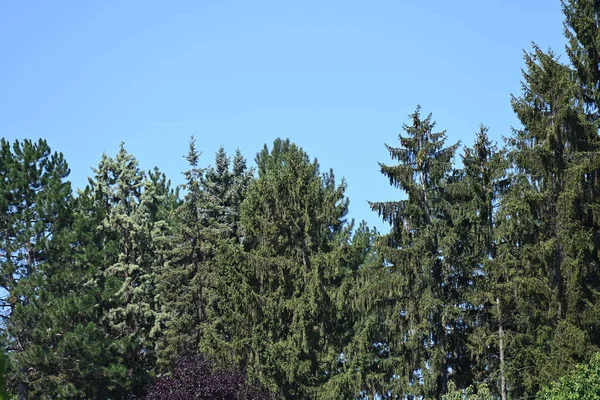 蓝天背景上的绿色松树 — 图库照片