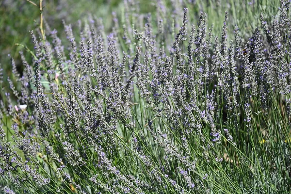 Mooie Heldere Lavendel Bloemen Groeien Tuin — Stockfoto