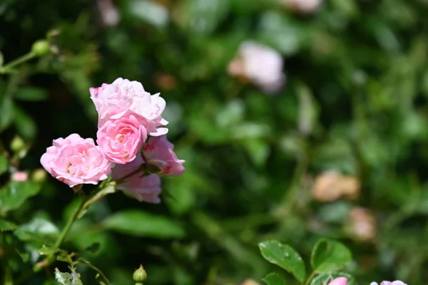 Rosen Blühen Garten — Stockfoto