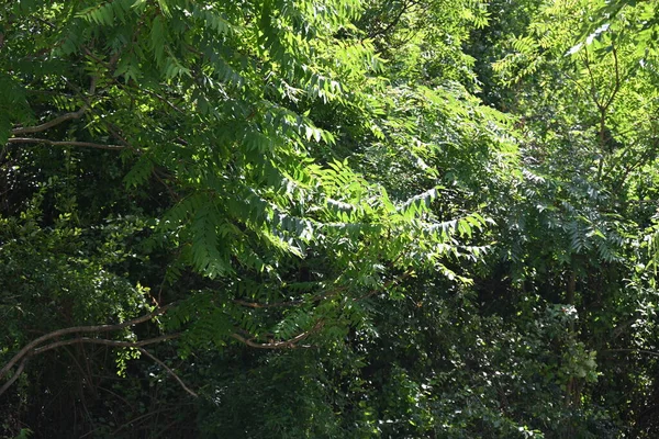 Bliska Widok Zielone Drzewa — Zdjęcie stockowe