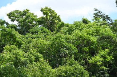 Mavi gökyüzü arka plan üzerinde yeşil ağaçlar