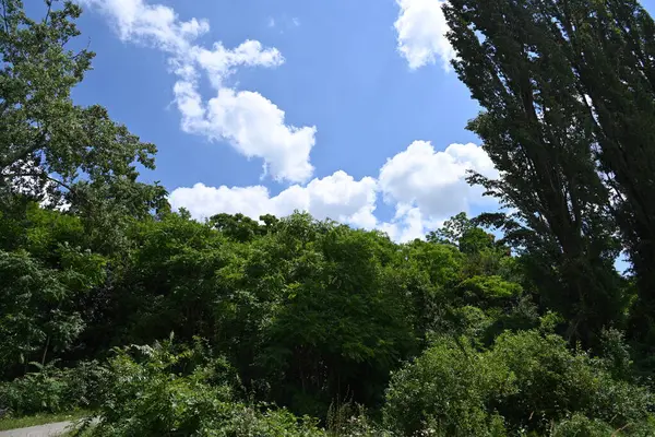 Πράσινα Δέντρα Στον Γαλάζιο Ουρανό Φόντο Σύννεφα — Φωτογραφία Αρχείου