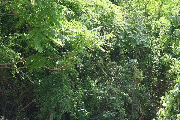 Close View Green Tree — стоковое фото
