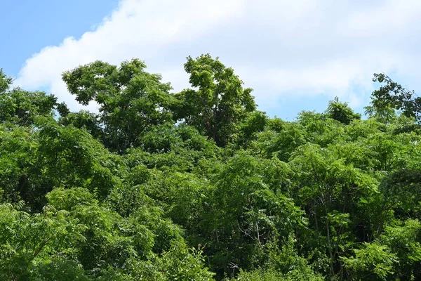 Zielone Drzewa Tle Błękitnego Nieba — Zdjęcie stockowe