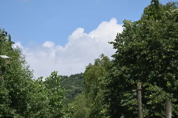 Зелені Дерева Ростуть Парку — стокове фото