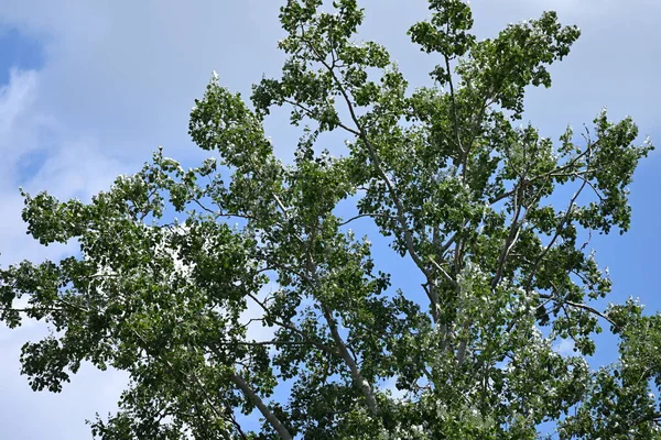 Grüne Bäume Wachsen Park — Stockfoto