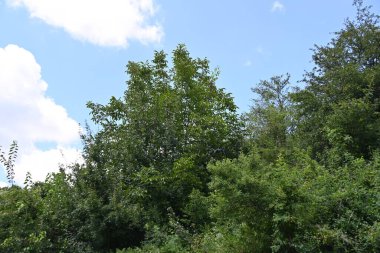 Mavi gökyüzü arka plan üzerinde yeşil ağaçlar