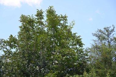 Mavi gökyüzü arka plan üzerinde yeşil ağaçlar