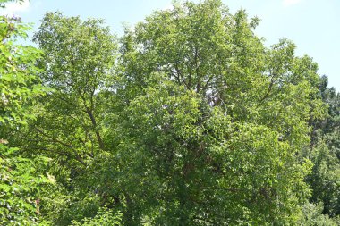 Mavi gökyüzü arka plan üzerinde yeşil ağaçlar