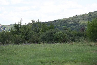 Mavi gökyüzü arka plan üzerinde yeşil ağaçlar