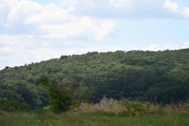 Mavi gökyüzü arka plan üzerinde yeşil ağaçlar