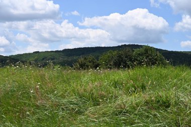 Dağlarda güzel yeşil çimenler