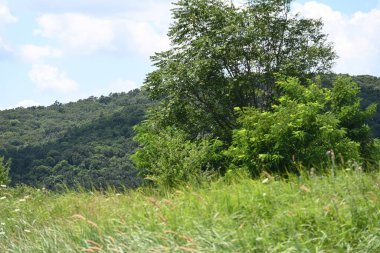 Dağlarda güzel yeşil çimenler