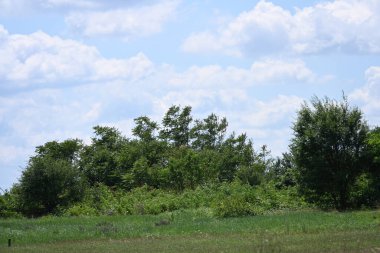 Mavi gökyüzü arka plan üzerinde yeşil ağaçlar