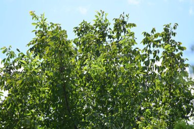 Mavi gökyüzü arka plan üzerinde yeşil ağaçlar