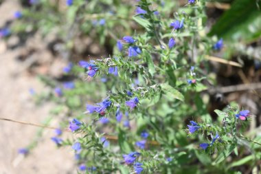 Mavi çiçekleri kapatın. 