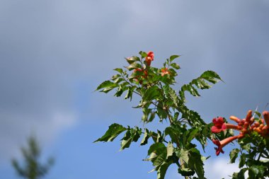 Bahçedeki güzel kırmızı çiçekler