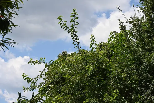 Gröna Träd Blå Himmel Bakgrund — Stockfoto