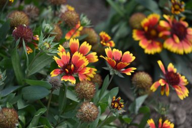 Güneşli yaz gününde bahçede yetişen güzel portakal çiçekleri.