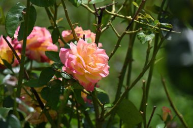 Güneşli yaz gününde bahçede yetişen güzel pembe güller.