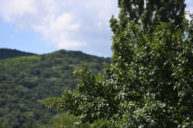 Mavi gökyüzü arka plan üzerinde yeşil ağaçlar