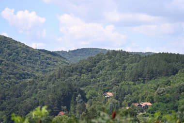 Mavi gökyüzü arka plan üzerinde yeşil ağaçlar