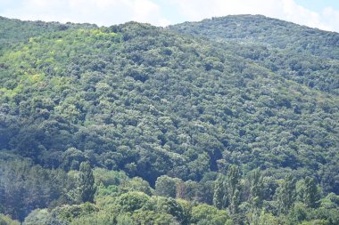 Mavi gökyüzü arka plan üzerinde yeşil ağaçlar