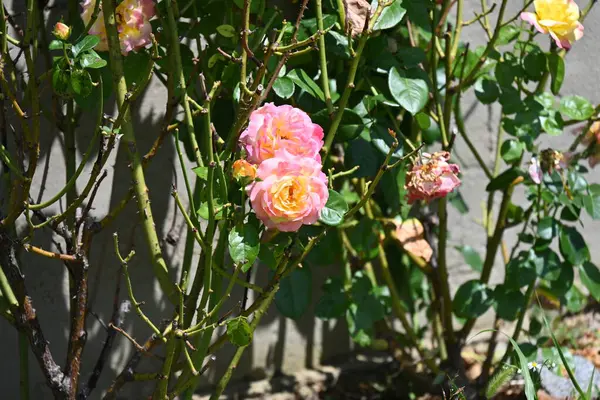 Piękne Różowe Kwiaty Róż Rośnie Ogrodzie Letni Słoneczny Dzień — Zdjęcie stockowe