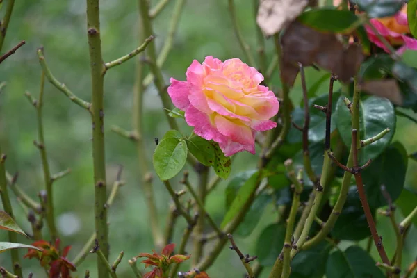 夏の晴れた日に庭で成長する美しいピンクのバラの花 — ストック写真