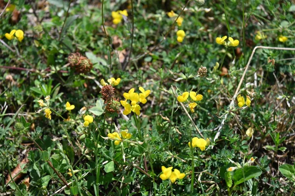 Όμορφα Κίτρινα Λουλούδια Που Αναπτύσσονται Στον Κήπο Την Ηλιόλουστη Μέρα — Φωτογραφία Αρχείου