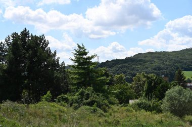 Mavi gökyüzü arka plan üzerinde yeşil ağaçlar