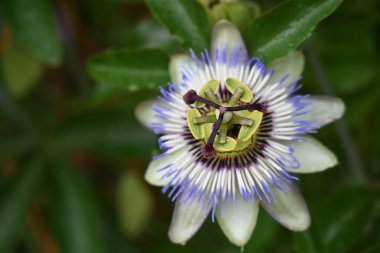 Güneşli yaz gününde bahçede yetişen güzel mor çiçekler.