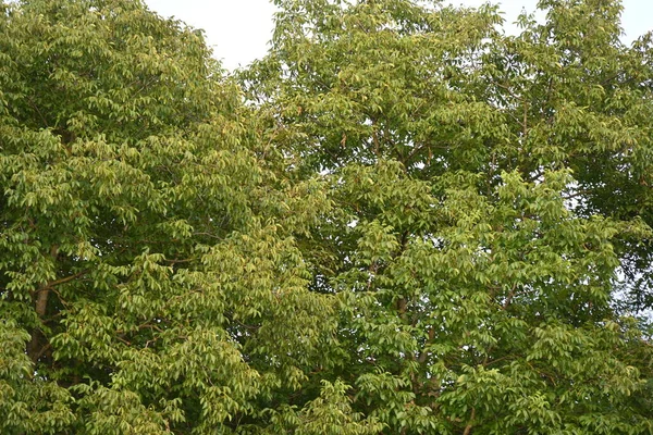 Mavi Gökyüzü Arka Plan Üzerinde Yeşil Ağaçlar — Stok fotoğraf