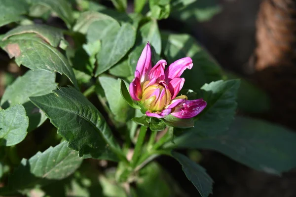 Schöne Rosa Blumen Wachsen Garten Sonnigen Sommertagen — Stockfoto
