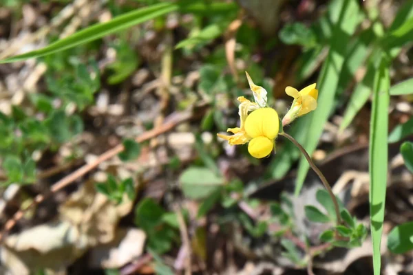 Schöne Gelbe Blumen Wachsen Garten Sonnigen Sommertagen — Stockfoto